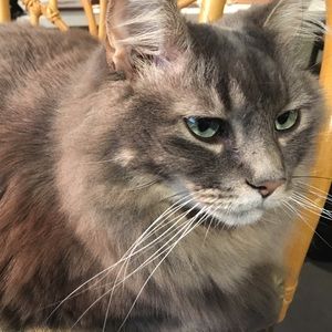 Meet your Posher, Destini